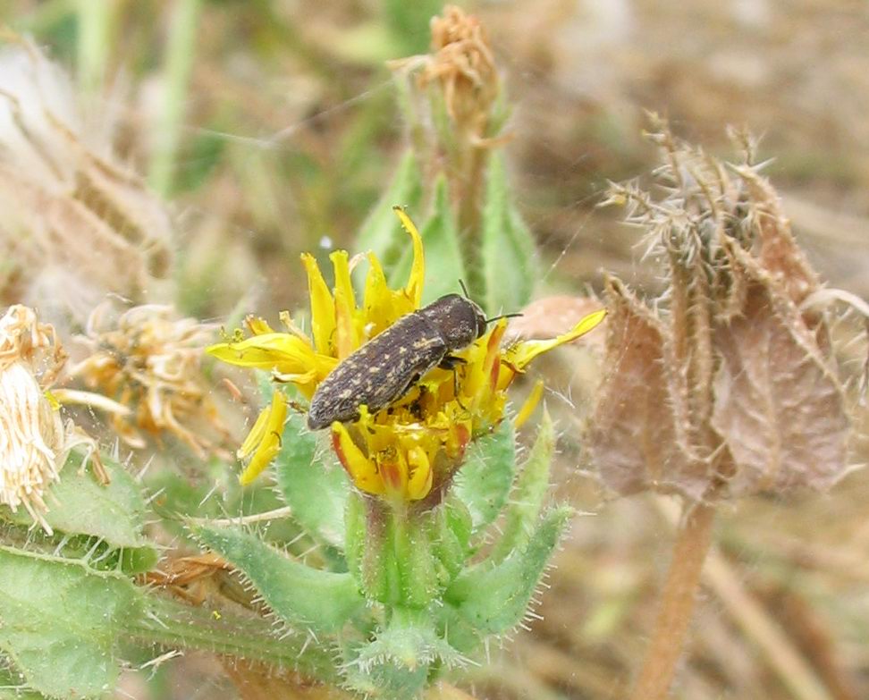 Carrellata di Anthaxia, Agrilus e Acmaeoderella